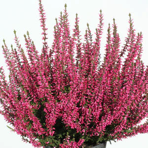 Calluna v. Garden Girls - Image 2