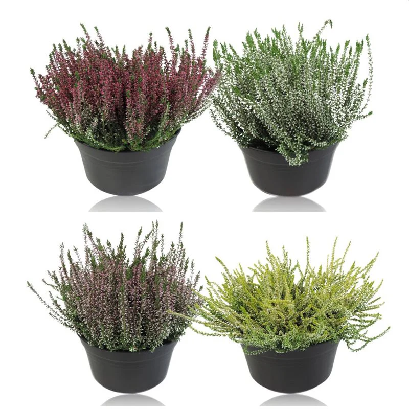 Calluna v. Garden Girls mix - Image 2