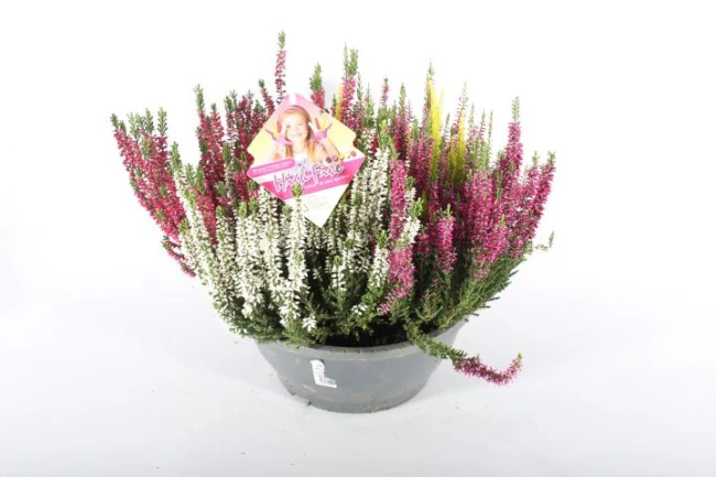 Calluna vulg. B.Ladies High Five  P17 - Image 3
