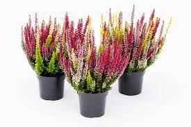 Calluna vulg. Beauty Ladies trio / P11