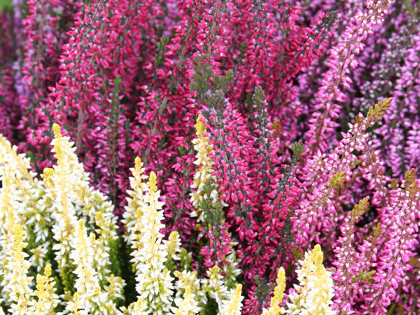 Calluna vulg. Beauty Ladies trio / P11 - Image 2