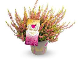 Calluna vulg. Garden Girl  Golden Angie  P12