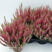 Calluna vulg. Garden Girls - Image 3