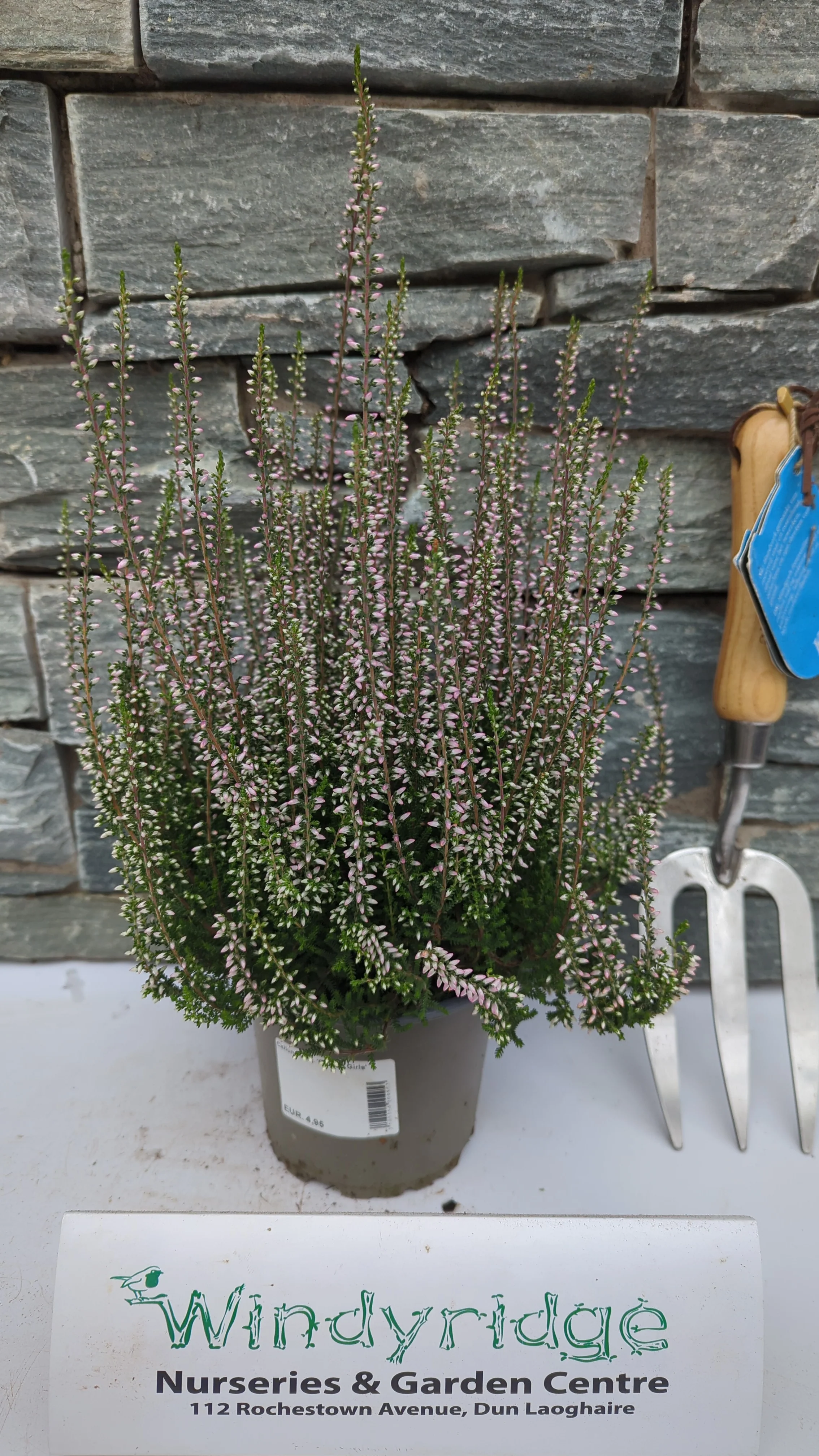 Calluna vulg. Garden Girls - Image 4