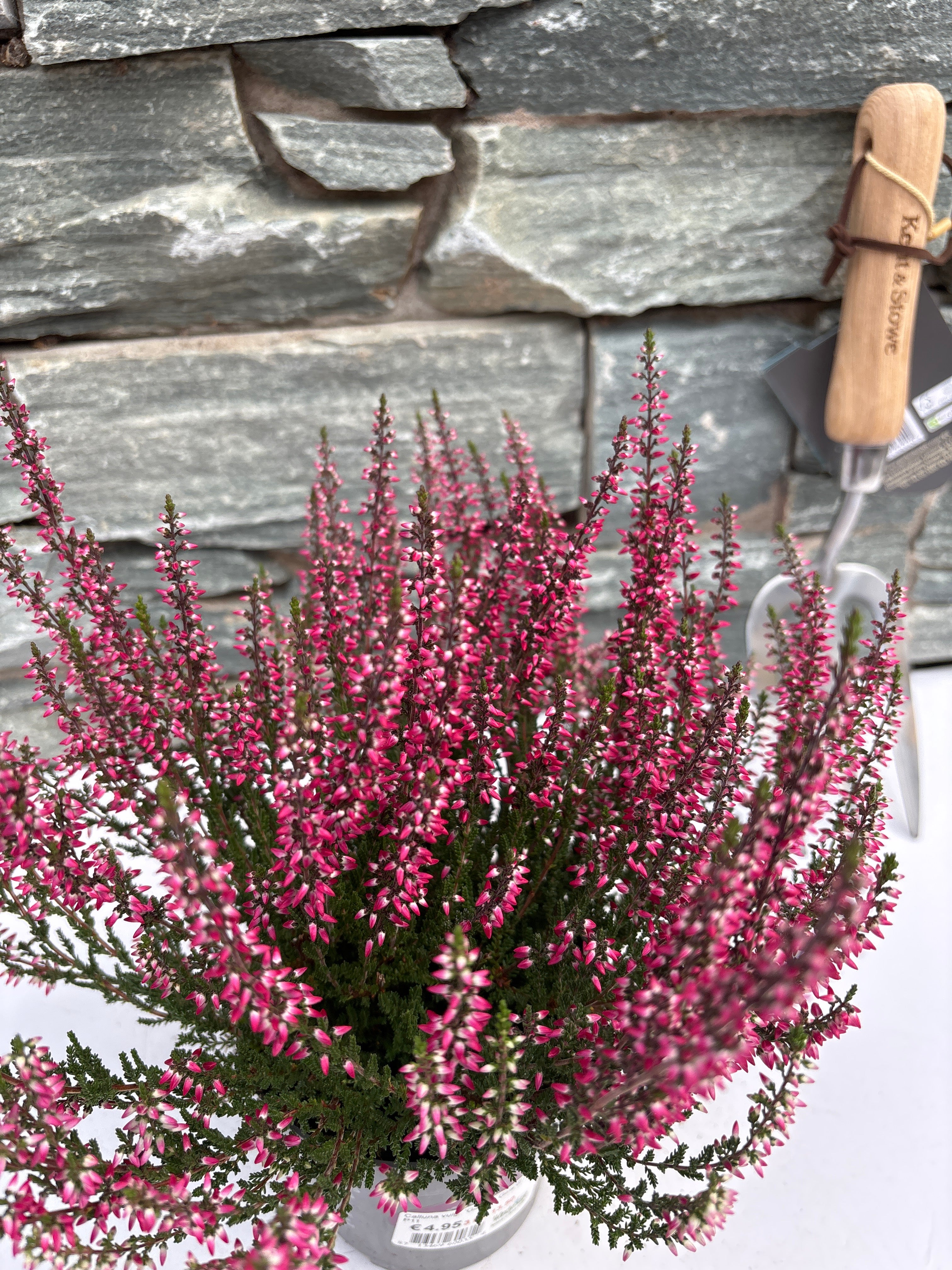 Calluna vulg. Garden Girls red  P11 - Image 2