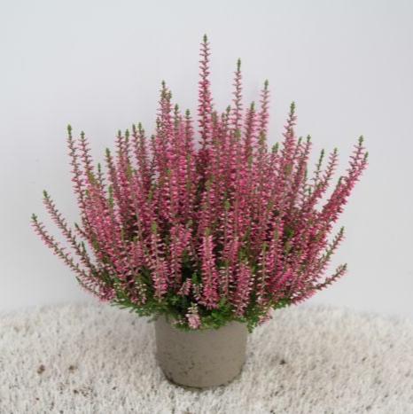 Calluna vulg. Garden Girls red  P12 - Image 2