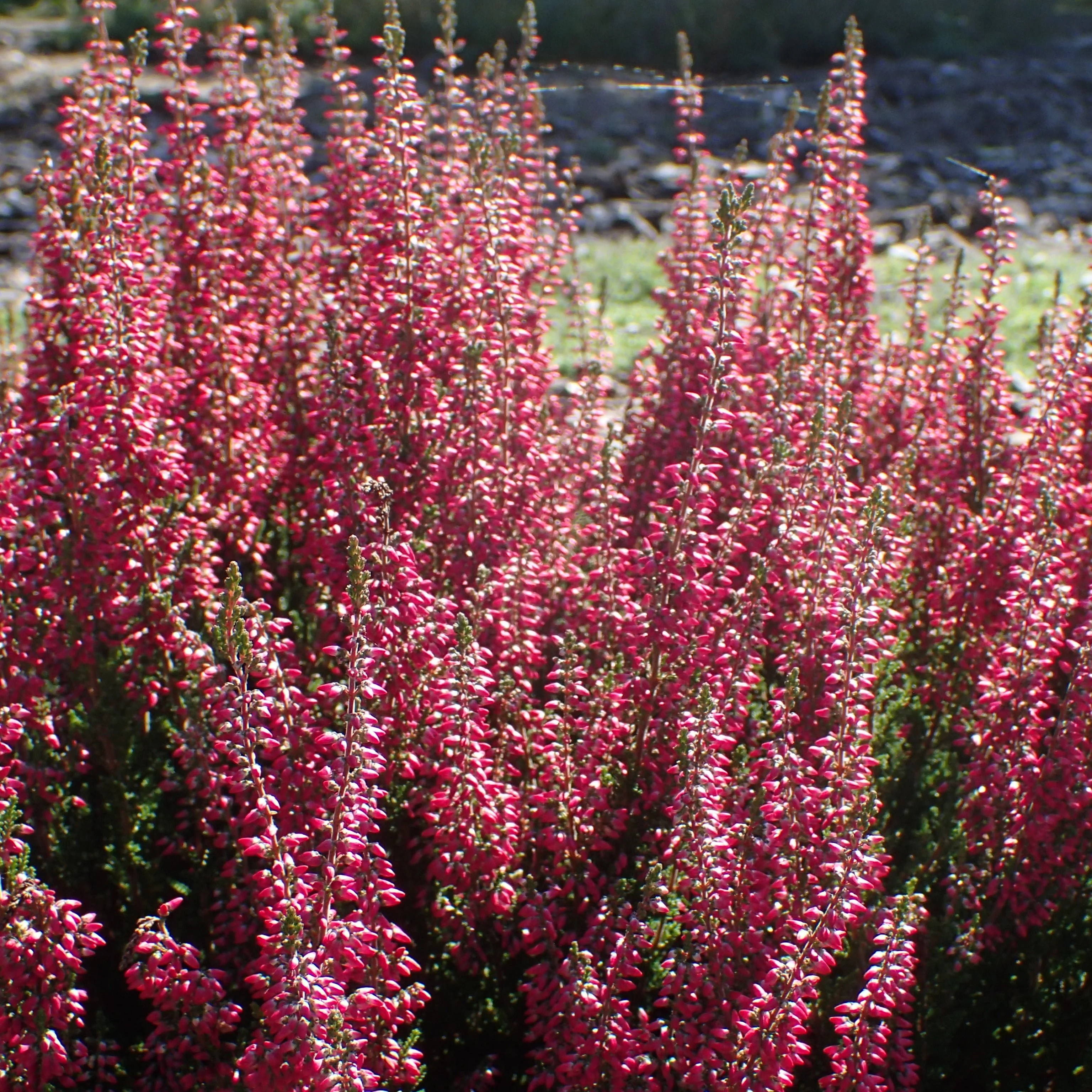Calluna vulgaris Beauty Ladies pink  P12 - Image 2