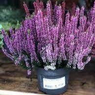 Calluna vulgaris Beauty Ladies purple  P12 - Image 2