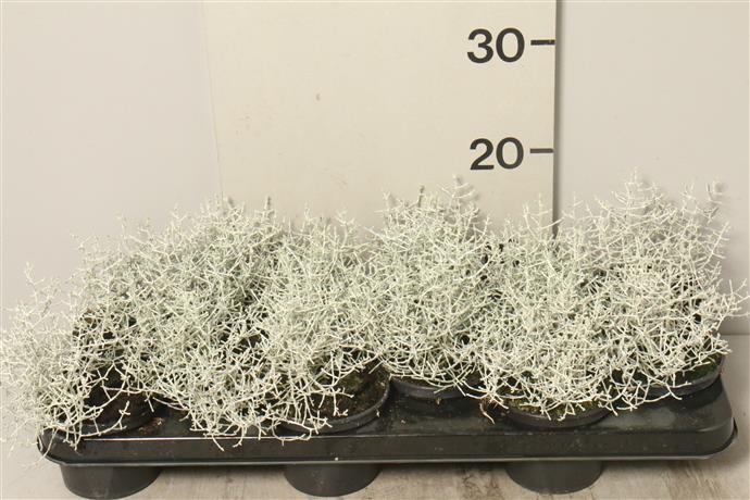 Calocephalus brownii