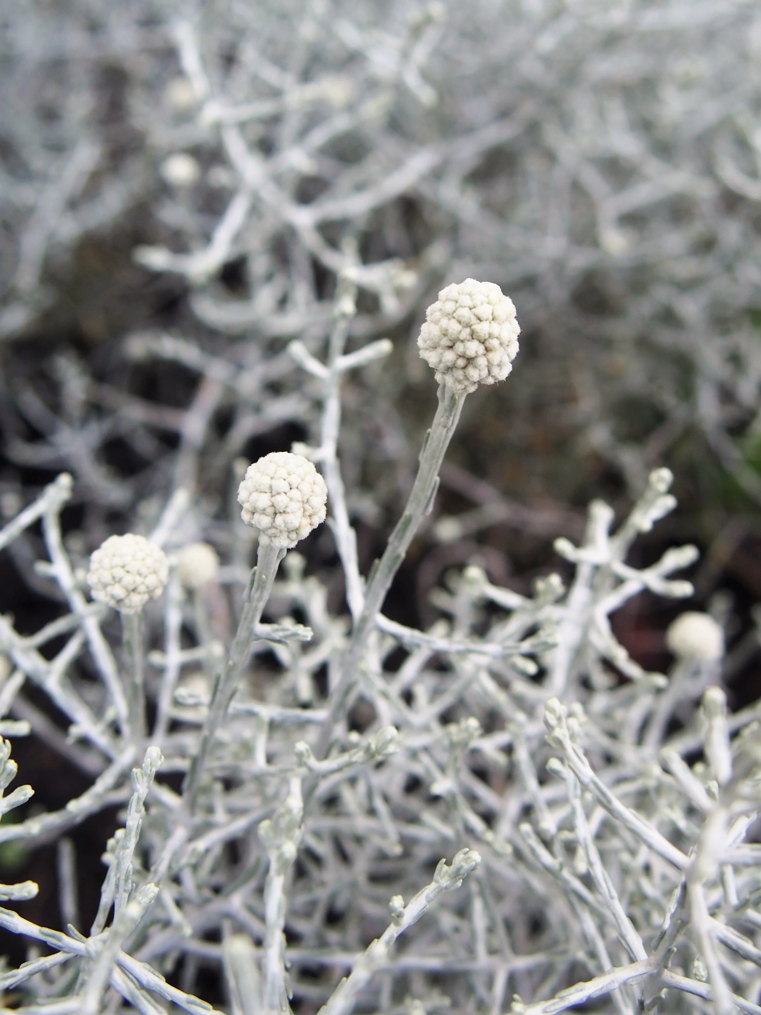 Calocephalus brownii - Image 2
