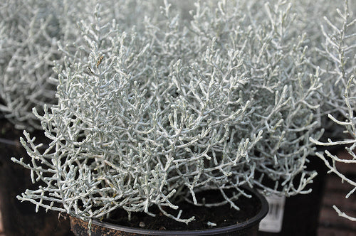 Calocephalus brownii in blue pot