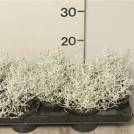 Calocephalus brownii  P12 - Image 2