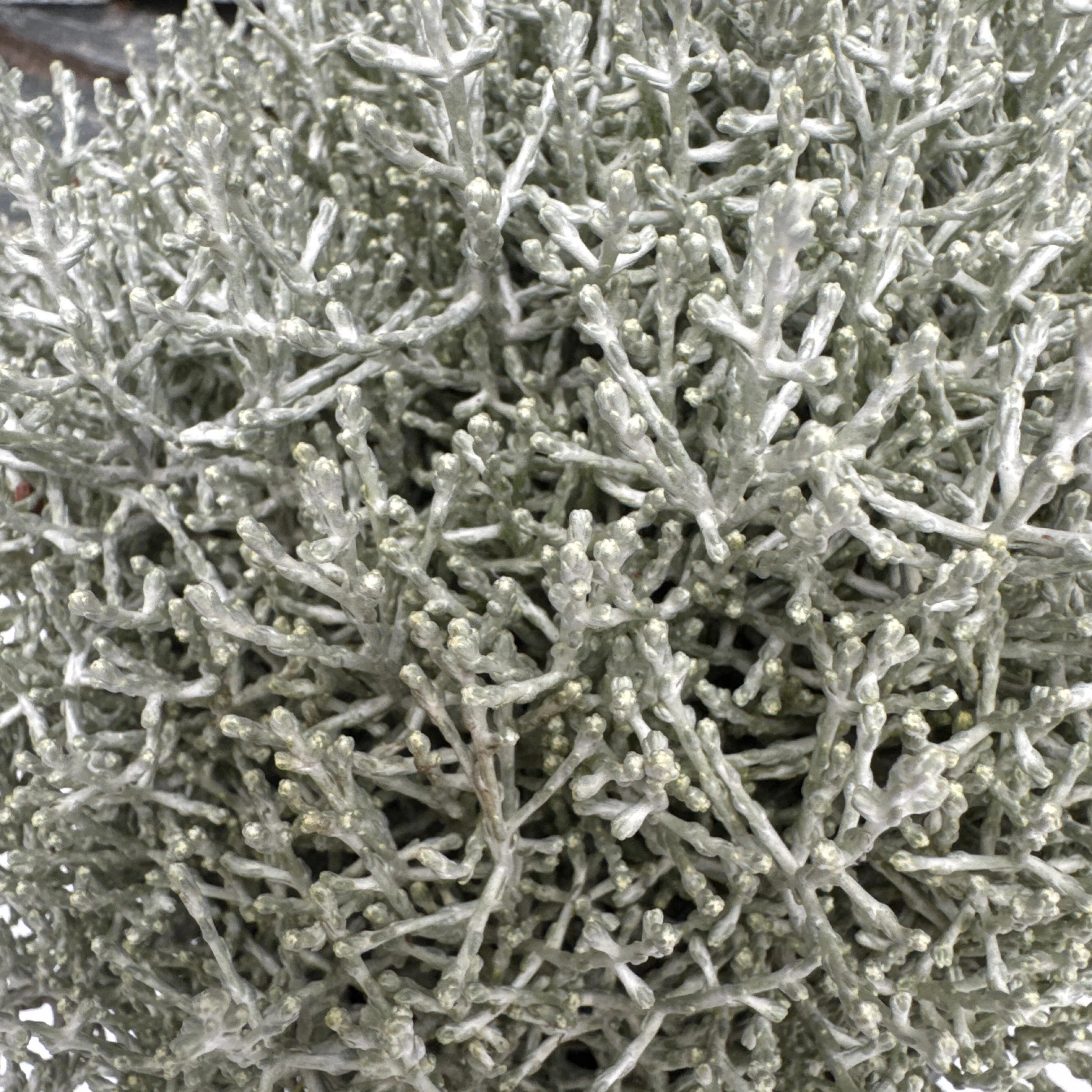 Calocephalus brownii  P12, grey pot - Image 2