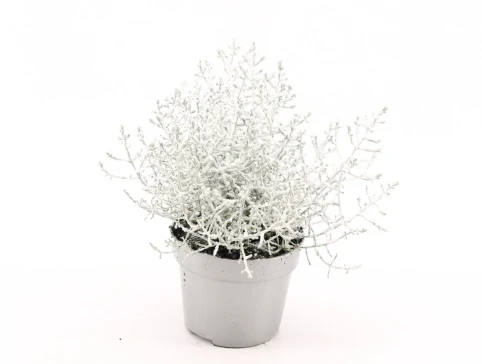 Calocephalus Winterland snow