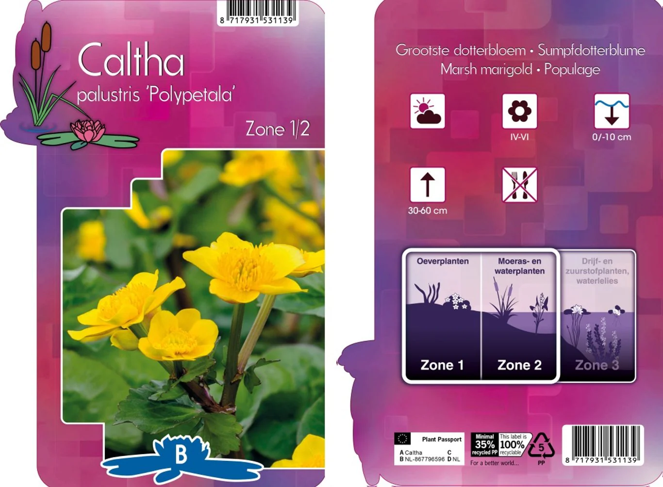 Caltha palustris Polypetala  P9