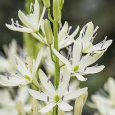 Camassia caerulea 'Alba' - Image 2