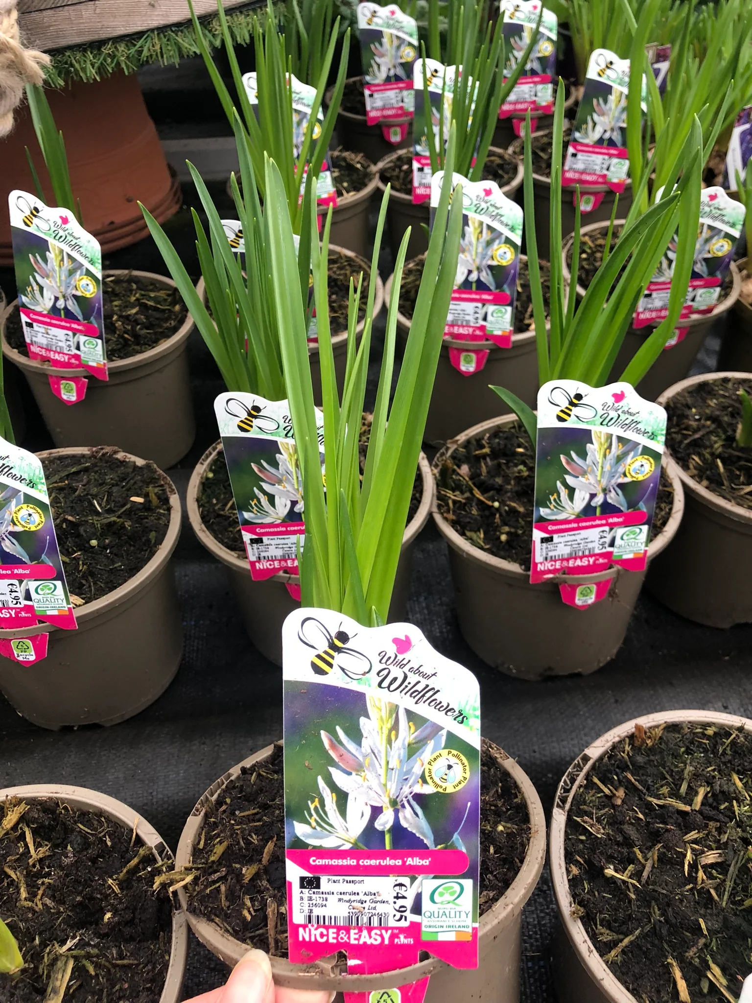 Camassia caerulea 'Alba' - Image 3