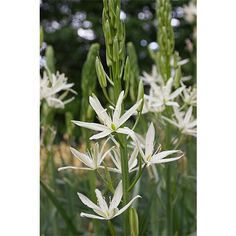 CAMASSIA leich Alba