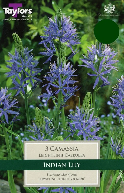 CAMASSIA LEICHTLINII CAERULEA