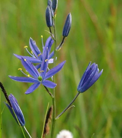 CAMASSIA QUAMASH 15 - Image 2