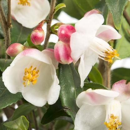 Camellia Cupido - Image 2