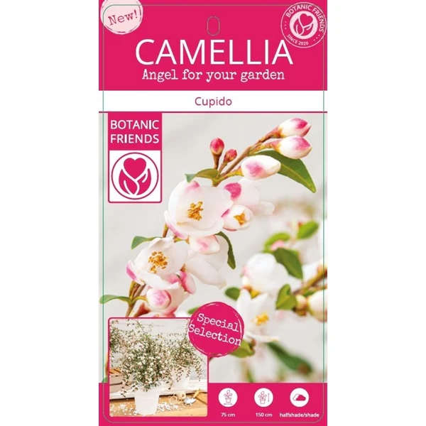 Camellia Cupido - Image 4