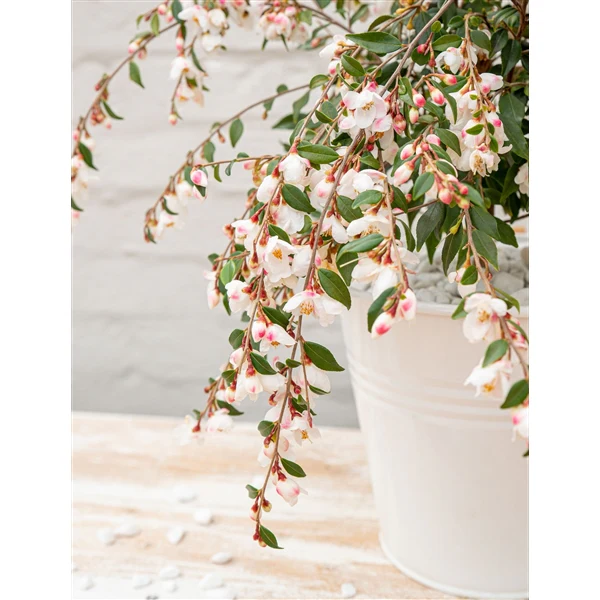Camellia Cupido - Image 5