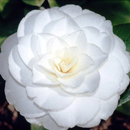 Camellia j. Alba Plena