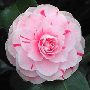 Camellia j. Bonomiana Nova