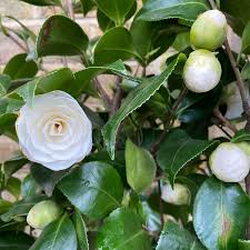Camellia j. Centifolia Alba  80-100 CM C10 - Image 2