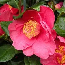 Camellia j. Dr King