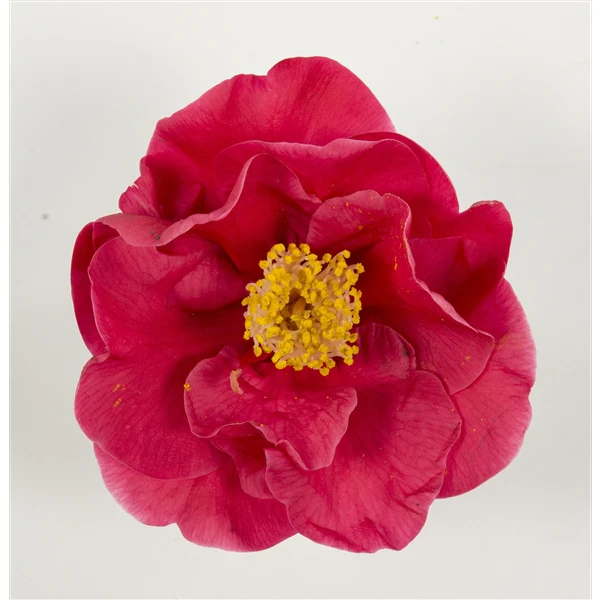 Camellia j. Dr King - Image 6
