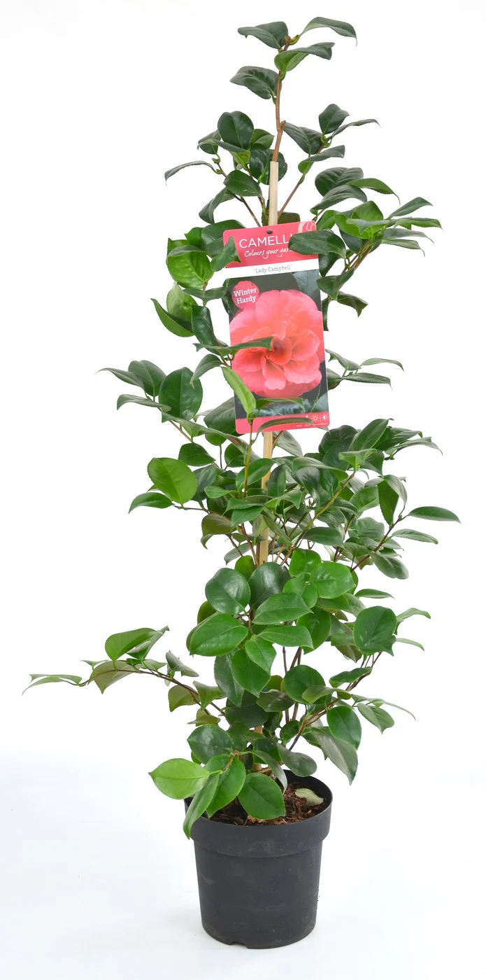 Camellia j. Lady Campbell