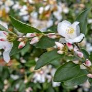 Camellia jap. Beauty Blush - Image 2