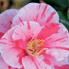 Camellia jap. Bicolor