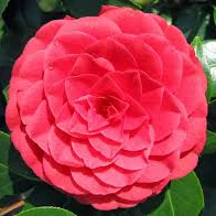 Camellia jap. Black Lace - Image 2