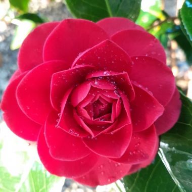 Camellia jap. Black Lace - Image 2