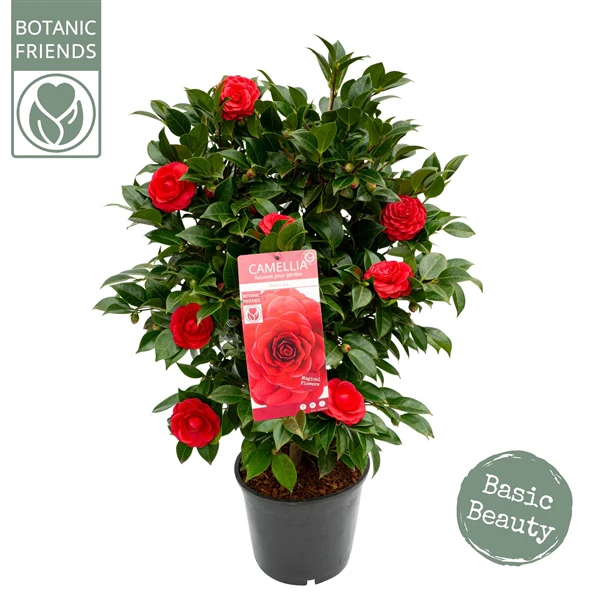 Camellia jap. Black Lace - Image 3