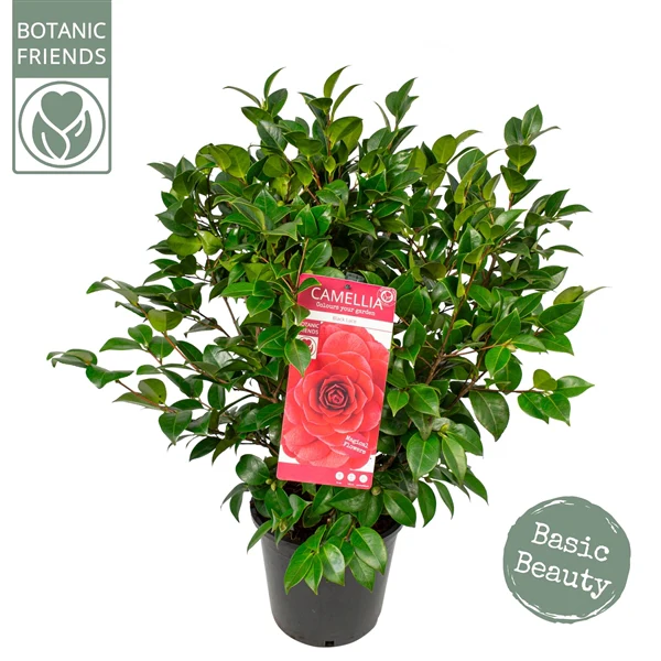 Camellia jap. Black Lace - Image 4