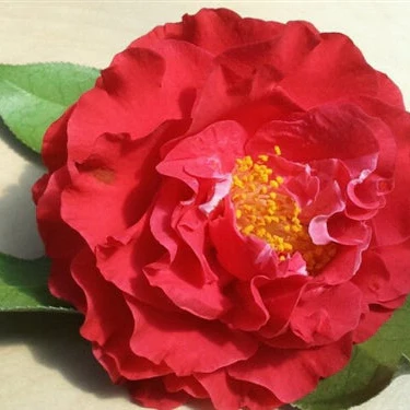 Camellia jap. Blood of China