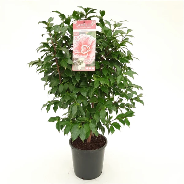 Camellia jap. Bonomiana - Image 3
