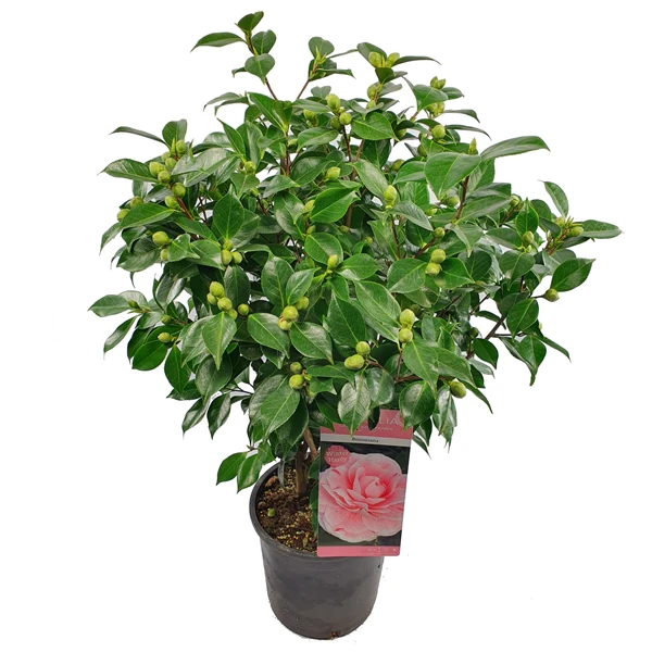 Camellia jap. Bonomiana - Image 5