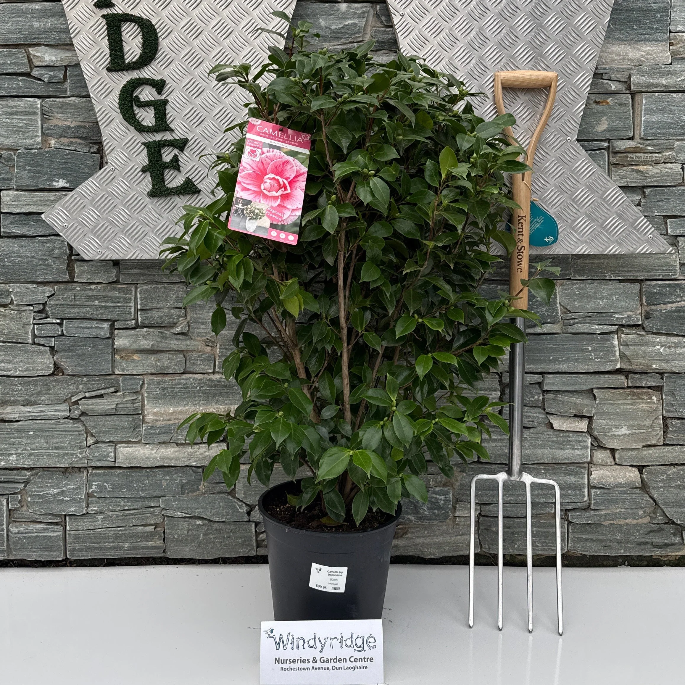 Camellia jap. Bonomiana