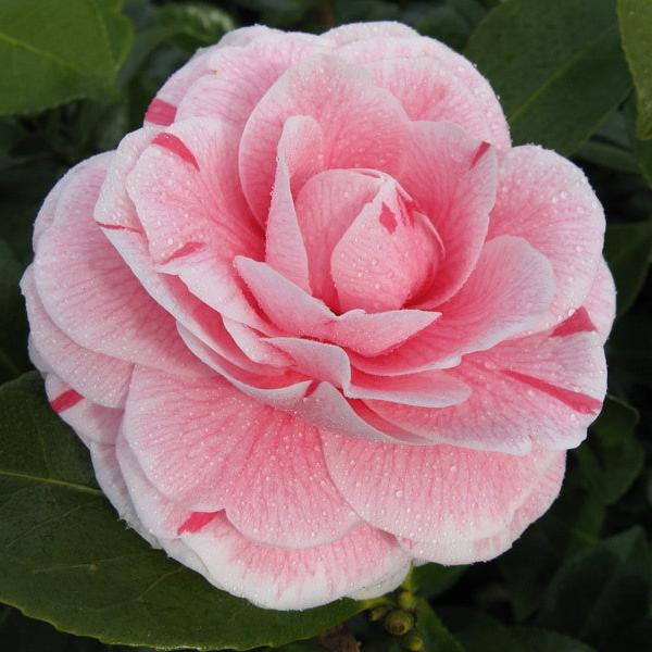 Camellia jap. Bonomiana - Image 2