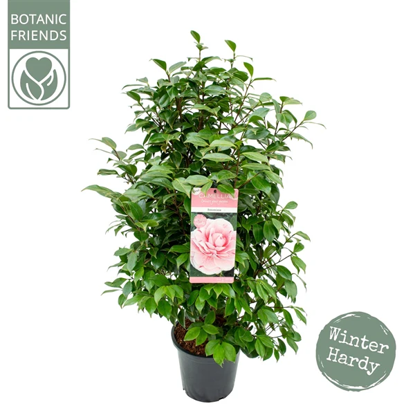 Camellia jap. Bonomiana - Image 3
