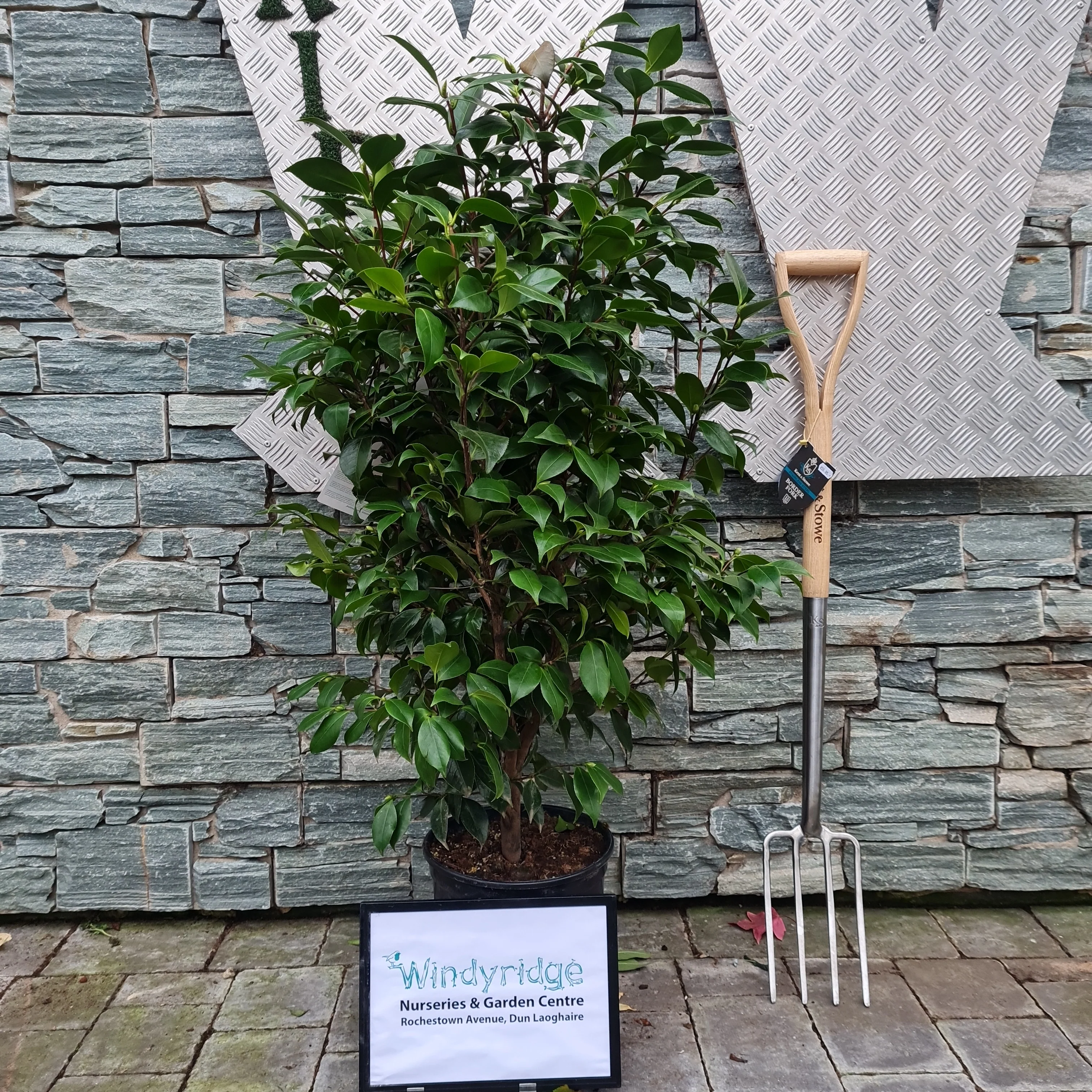 Camellia jap. Bonomiana - Image 4