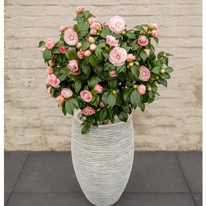 Camellia jap. Bonomiana - Image 5