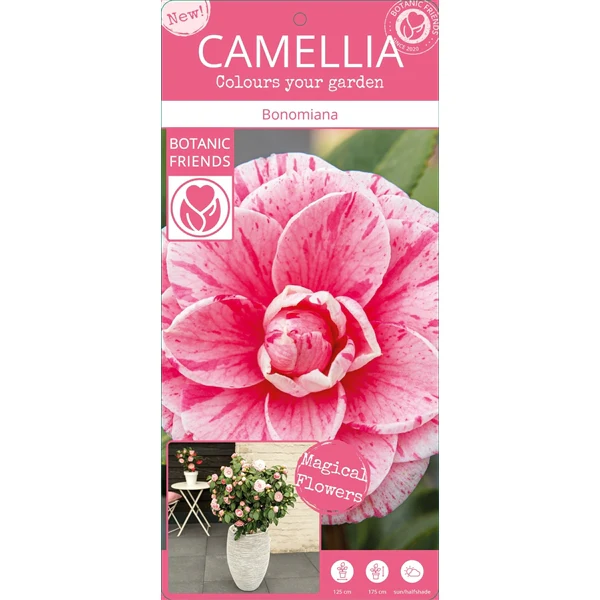 Camellia jap. Bonomiana - Image 6