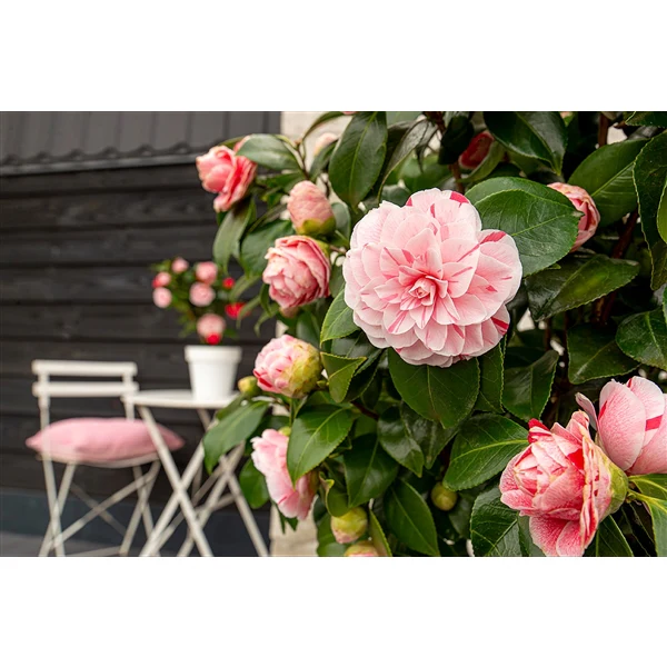 Camellia jap. Bonomiana - Image 7