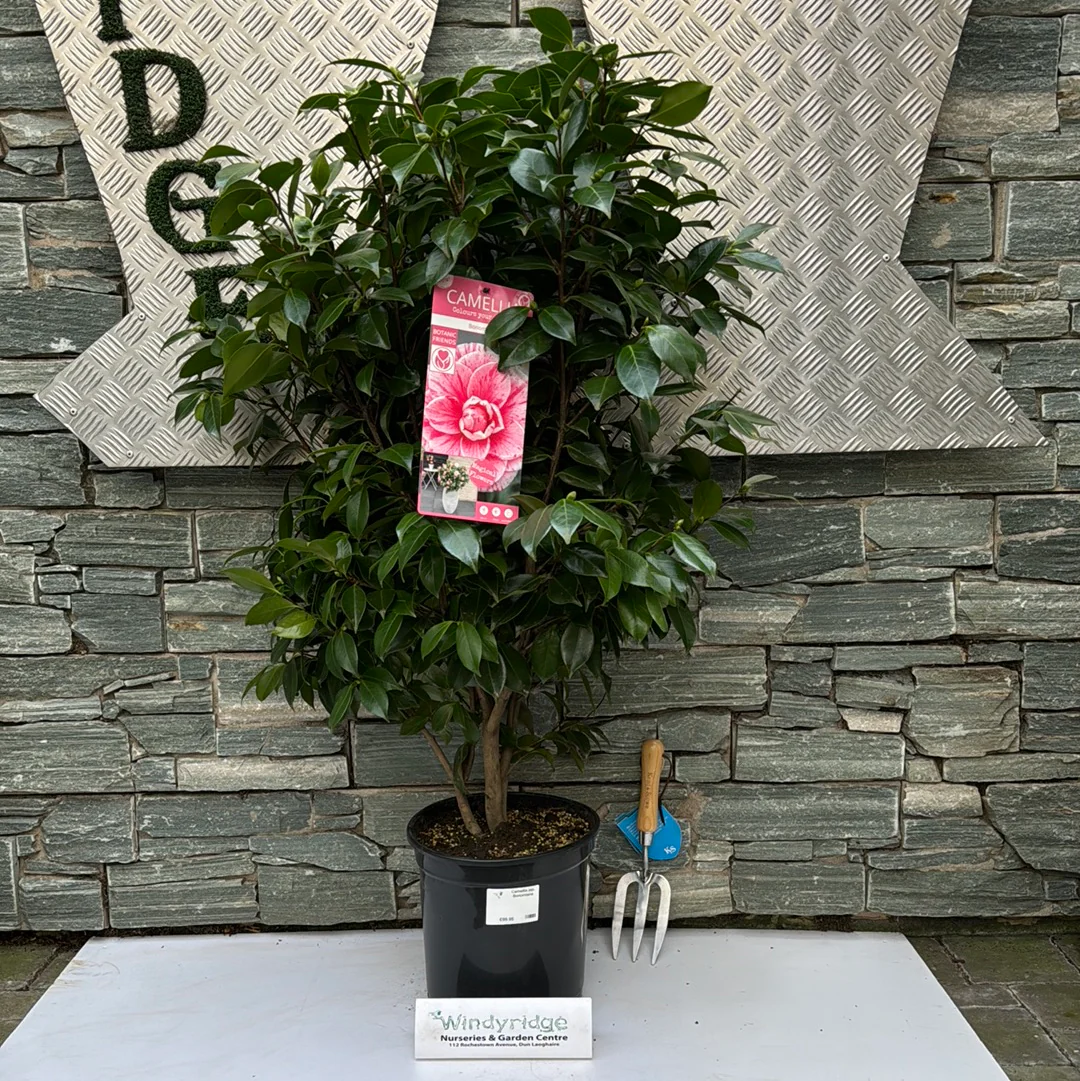 Camellia jap. Bonomiana - Image 8